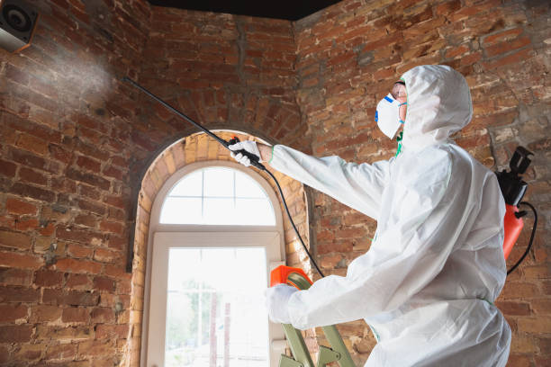 Why You Should Choose Our Mold Remediation Services in Pecan Grove, TX